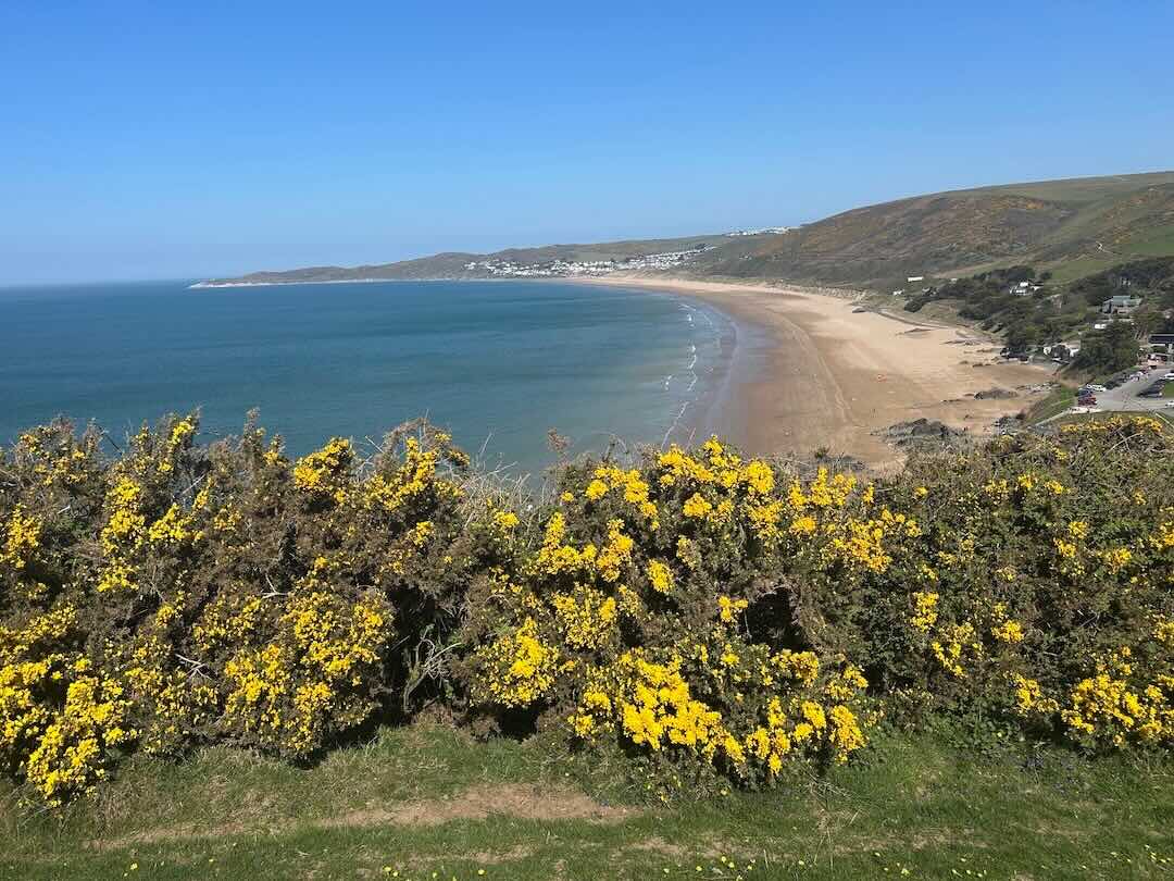 spring in ilfracombe woolacombe beach with gorse